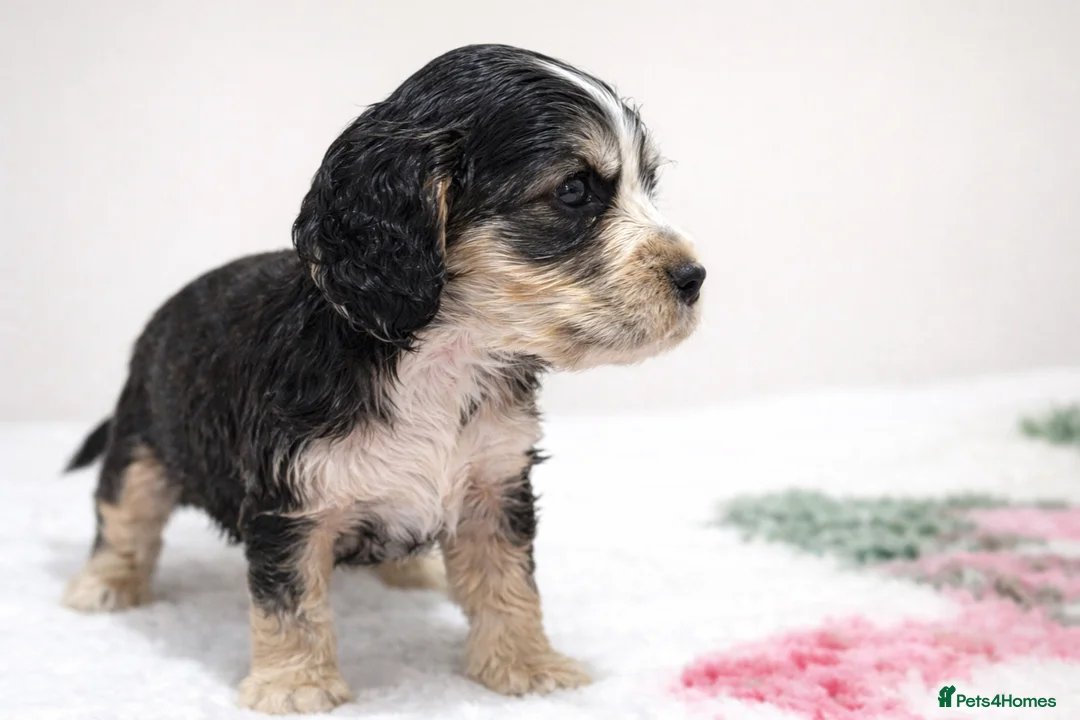 Cocker Spaniel dogs for sale: Gorgeous fully Health tested KC show spaniels - Advert 2