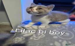 British Shorthair cats for sale: Full pedigree, British short hairs ready now. - Image 1
