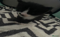 Turkish Angora cats for sale: Turkish angora kittens  - Image 14