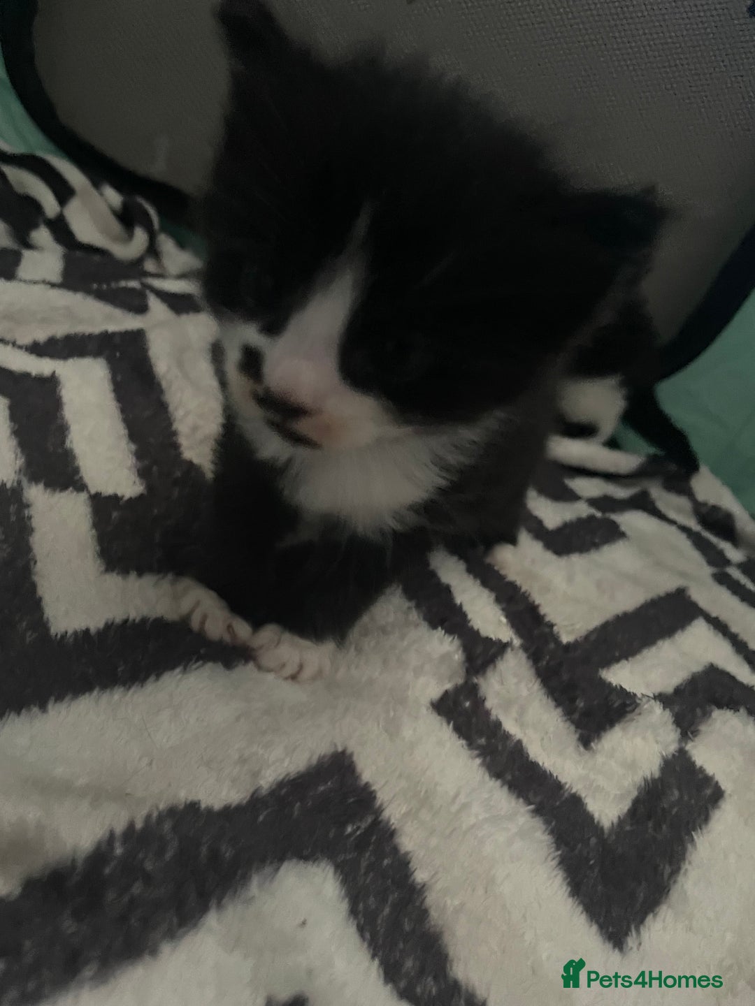 Turkish Angora cats for sale: Turkish angora kittens  - Image 14