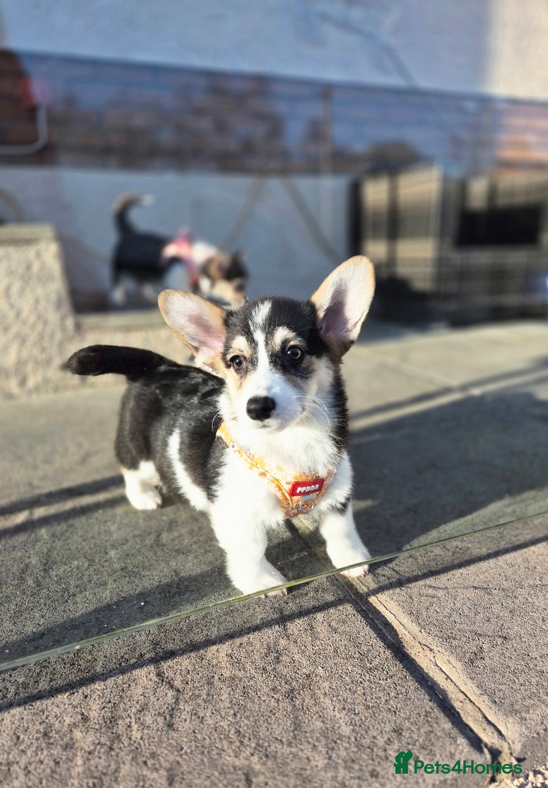 Welsh Corgi Pembroke dogs for sale: Kc reg 2 girls remaining bob & longtail - Advert 19