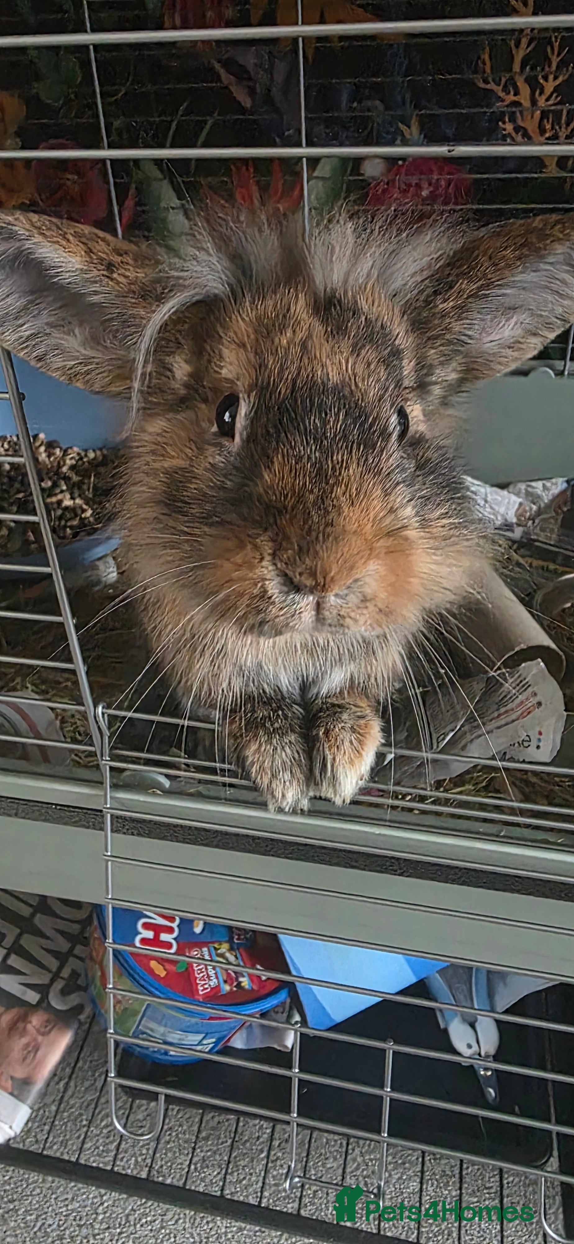 Mini Lop rabbits X 2 lionhead and lop rabbits - Advert 1