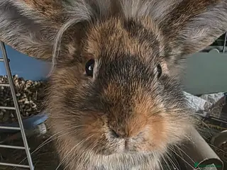 Mini Lop rabbits X 2 lionhead and lop rabbits - Advert 1