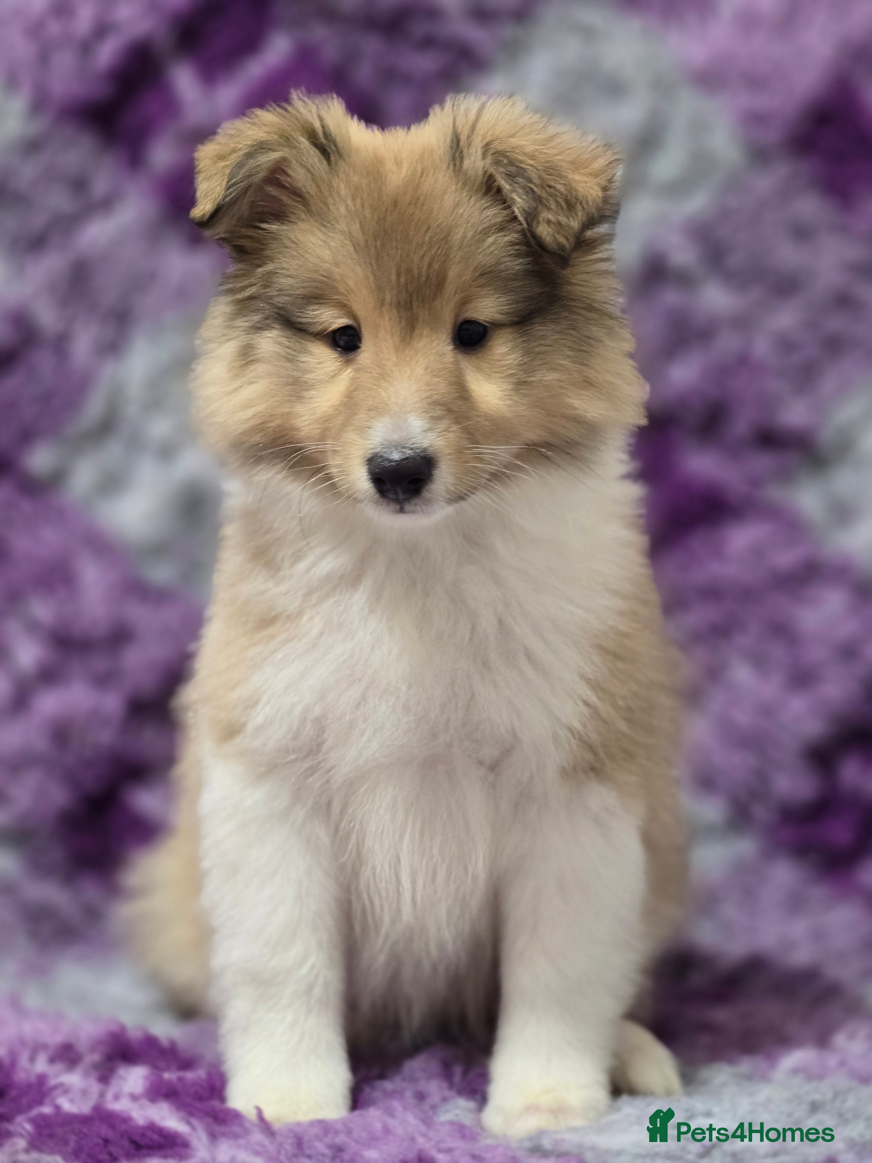 Shetland Sheepdog dogs Shetland sheepdog girl pups - Advert 1