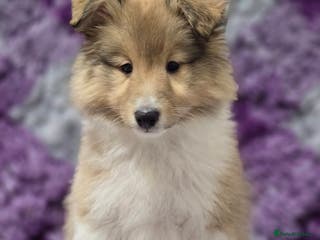 Shetland Sheepdog dogs Shetland sheepdog girl pups - Advert 2