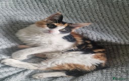 Maine Coon cats for sale: Adorable Maine Coon Kittens for Sale - Image 12