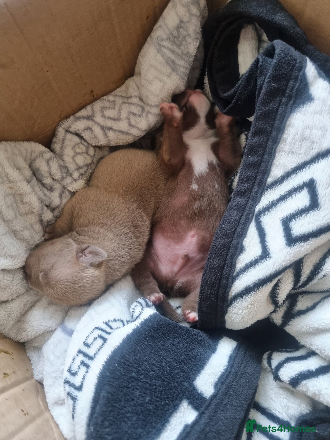 American Bully dogs for sale: Lovely pocket bully pup - Advert 4