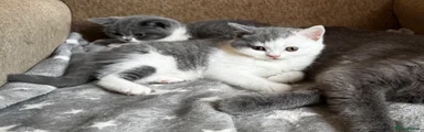 British Shorthair 3