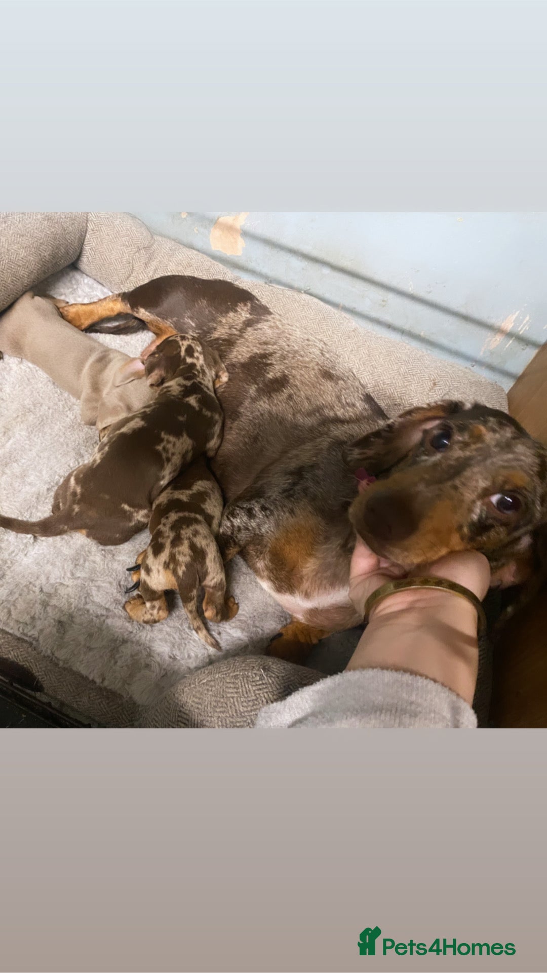 Miniature Dachshund dogs for sale: Miniature dachshund puppies available! - Advert 9