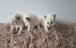 Ragdoll cats for sale: Ragdoll kittens looking for forever homes - Advert 4