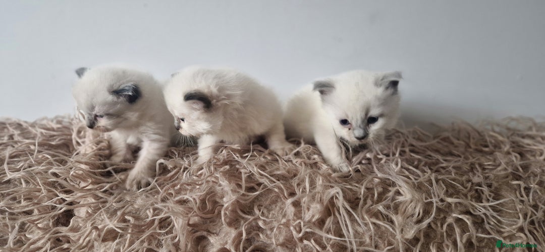 Ragdoll cats for sale: Ragdoll kittens looking for forever homes - Advert 4