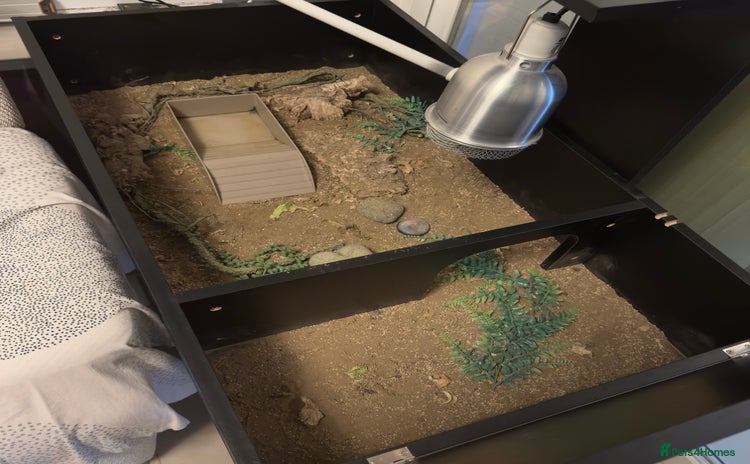 Tortoise reptiles enclosure  - Advert 1