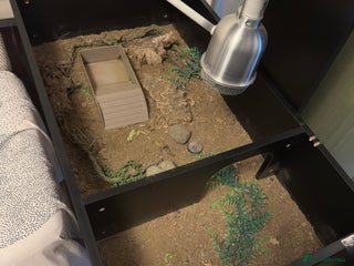 Tortoise reptiles enclosure - Advert 1