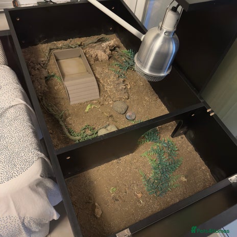 Tortoise reptiles enclosure - Advert 1