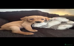 Goldador dogs for sale: Goldador puppies 🐾 - Image 4