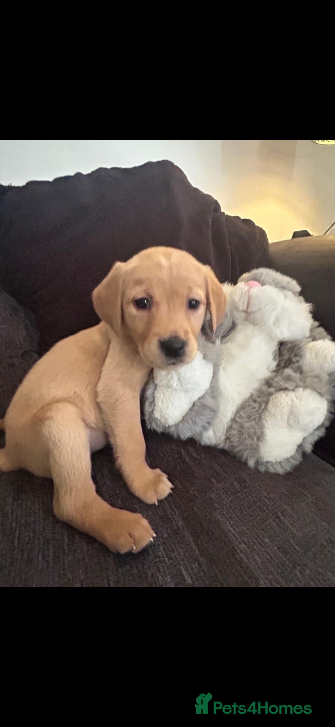 Goldador dogs for sale: Goldador puppies 🐾 - Image 4