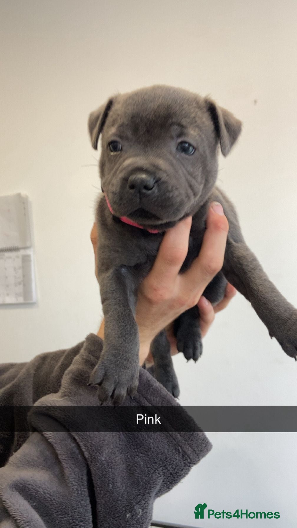 Staffordshire Bull Terrier dogs Outstanding KC Blue Staffy Puppies - Advert 2