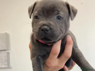 Staffordshire Bull Terrier dogs Outstanding KC Blue Staffy Puppies - Advert 2