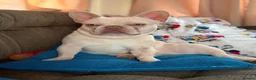 French Bulldog dogs for sale: Platinum French Bulldog - Advert 5