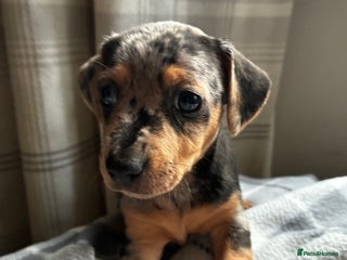 Jack Russell dogs Beautiful litter of Jack russel pups - Advert 2