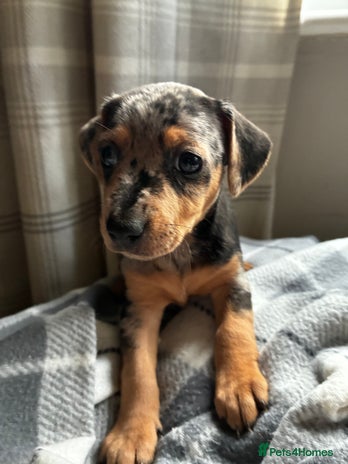 Jack Russell dogs Beautiful litter of Jack russel pups - Advert 4