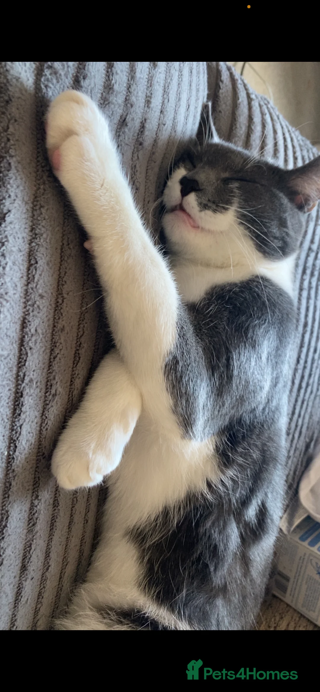 Mixed Breed cats for sale: British short hair mix boy  - Advert 2
