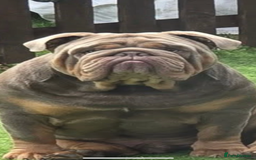 English Bulldog dogs for sale: Kc litter outstanding bloodlines bulldog pups  - Image 30