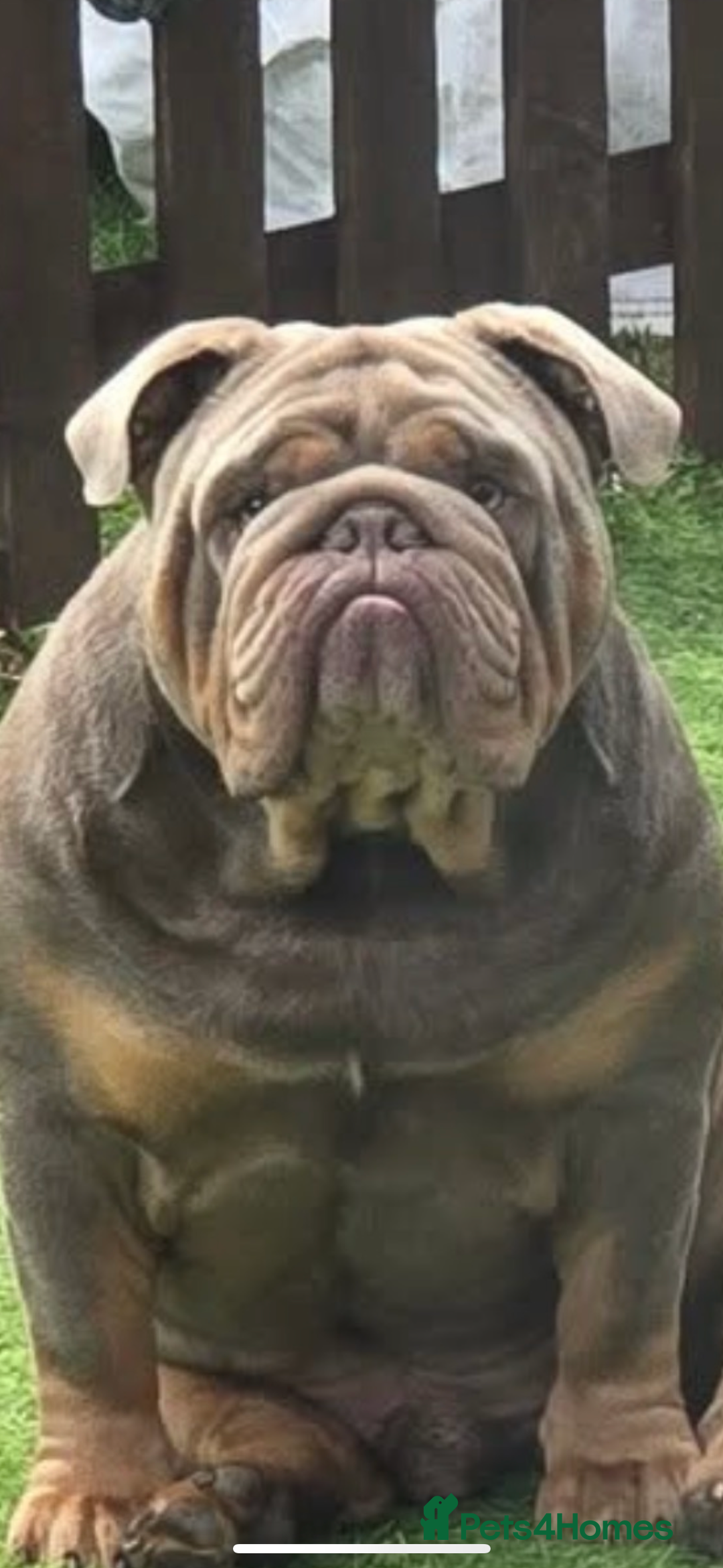 English Bulldog dogs for sale: Kc litter outstanding bloodlines bulldog pups  - Image 30