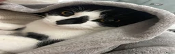 Mixed Breed cats for sale: Beautiful Calm Black & White Male Cat 1.5 year old in Havant - Advert 10