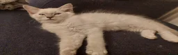 Ragdoll cats for sale: 5 Beautiful Ragdoll Kittens  - Advert 12