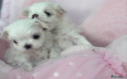 Maltese dogs for sale: ✨💫Tiny Exquisite Bambelina Maltese 💫✨ - Image 21