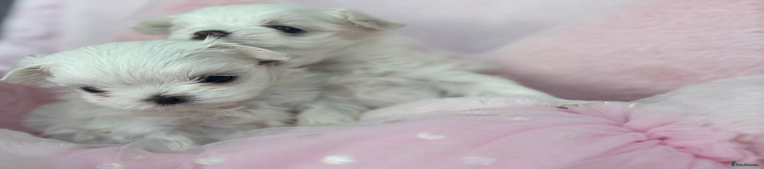 Maltese Puppy 3