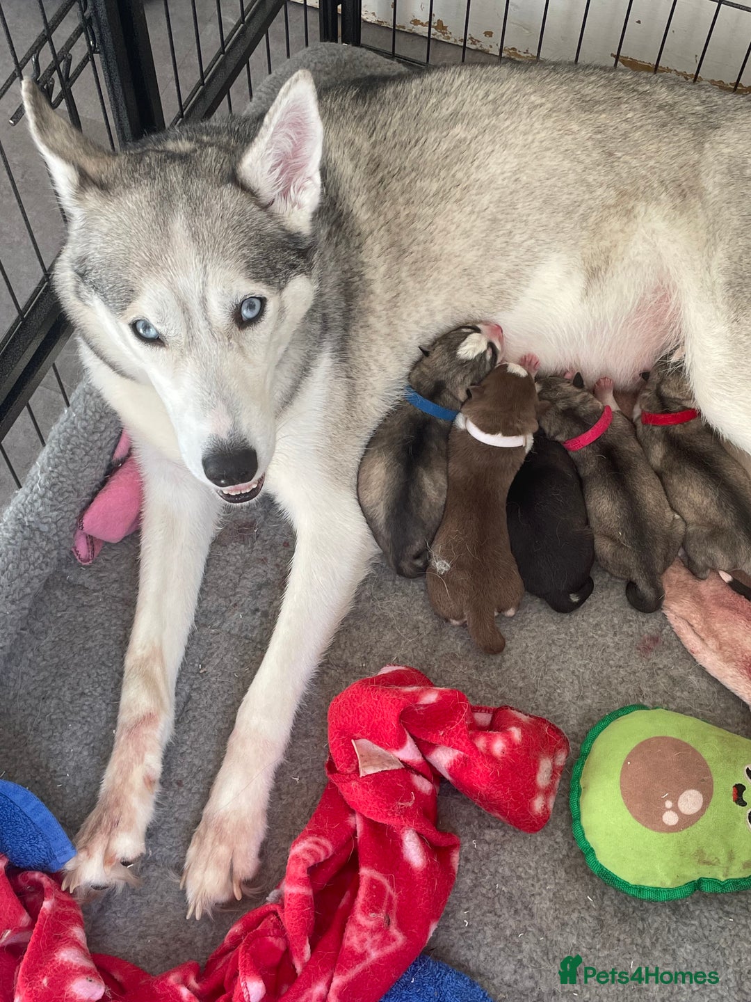 Siberian Husky dogs for sale: Stunning Siberian Husky Pups - Image 24