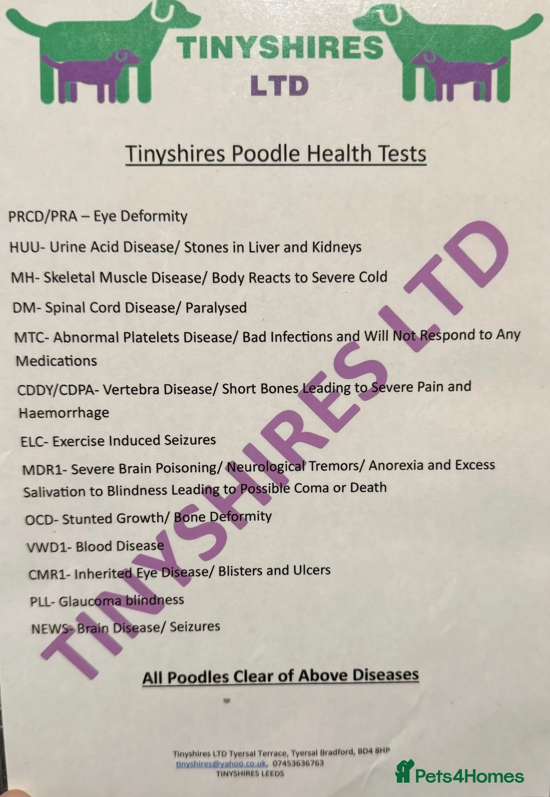 Cockapoo dogs for sale: F1 mini cockapoos 30 dna health tested clear  - Advert 7
