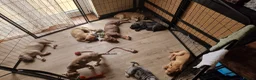 Mastiff dogs for sale: Mastiff Puppies {Merle} - Advert 16