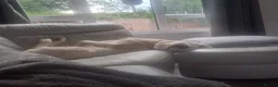 Huskita dogs for sale: 2 year old male 1st generation huskita.  - Advert 2