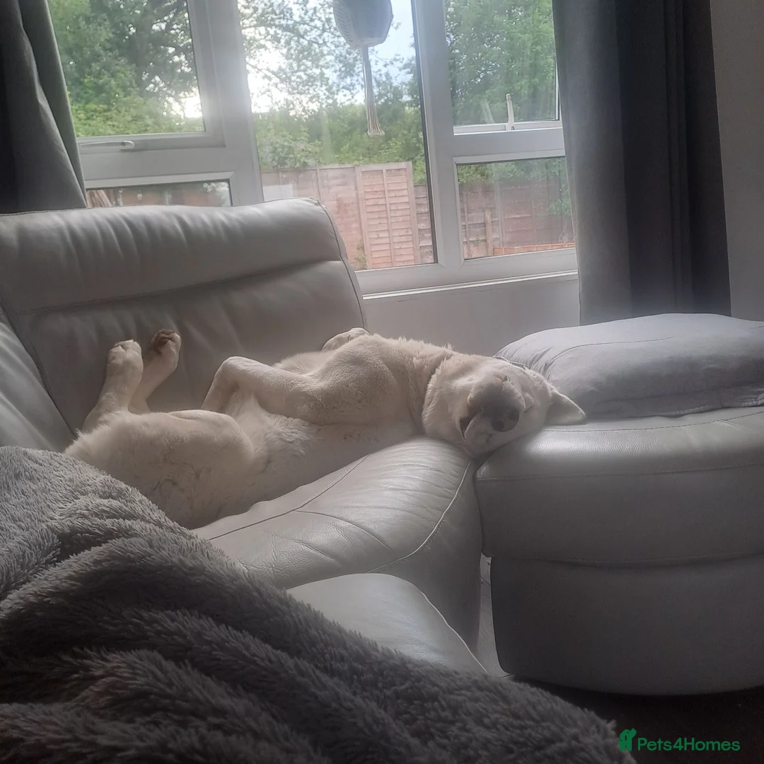 Huskita dogs for sale: 2 year old male 1st generation huskita.  - Advert 2