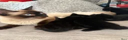 Mixed Breed cats for sale: 5 beautiful black fluffy kittens for sale  in Reading - Advert 5