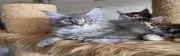 Maine Coon cats for sale: Stunning registered Maine Coon kittens - Advert 19