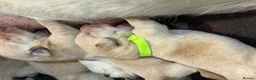 Labrador Retriever dogs for sale: Labrador puppies for sale  - Advert 29