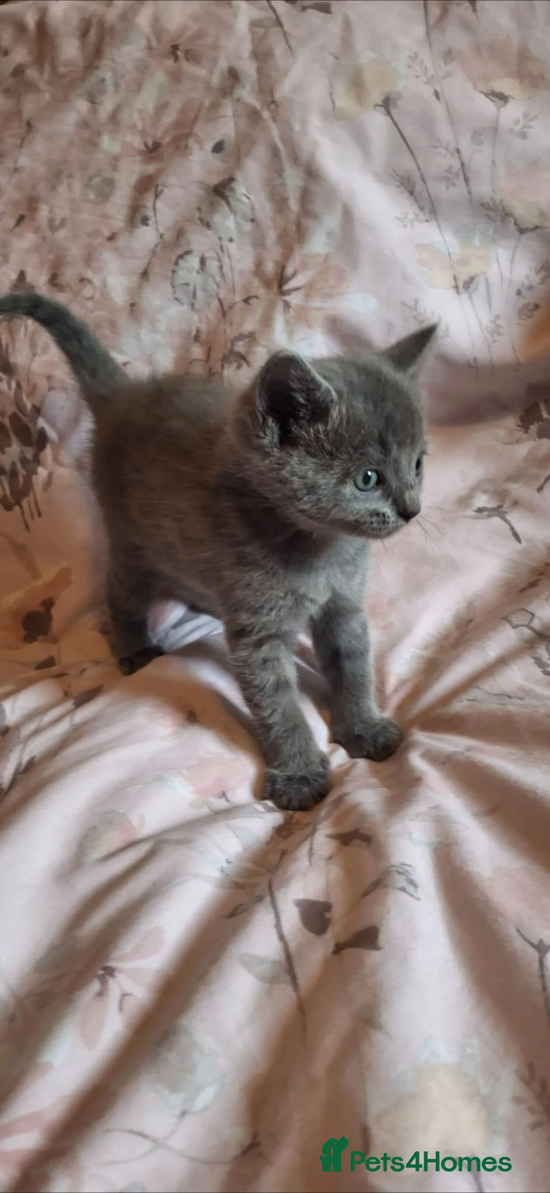 Mixed Breed cats for sale: 9 week old grey/blue kitten (female)  - Advert 5