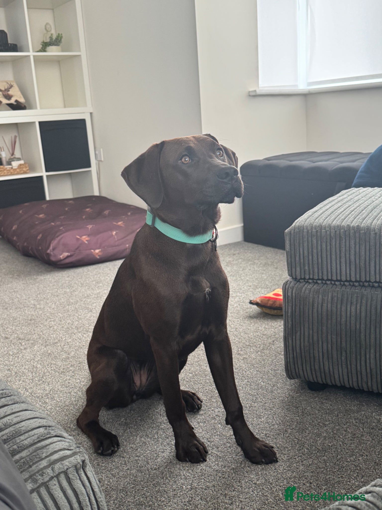Labrador Retriever dogs 🐾Gorgeous 7-Month-Old Female Labrador Retriever🐾 - Advert 2