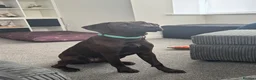 Labrador Retriever dogs for sale: 🐾Gorgeous 7-Month-Old Female Labrador Retriever🐾 - Advert 1