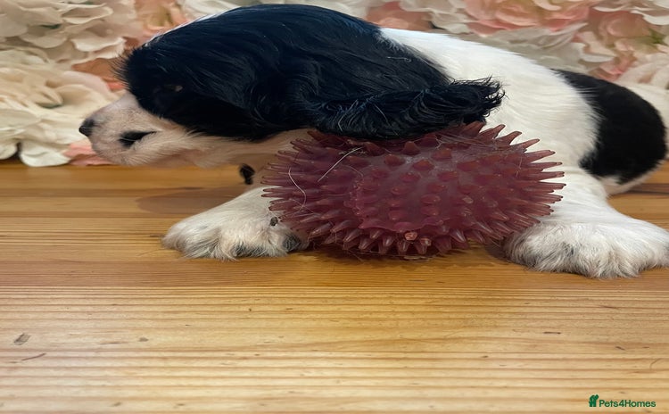 Cocker Spaniel dogs Beautiful show cocker spaniel babies - Advert 15