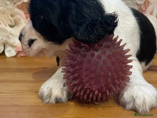 Cocker Spaniel dogs Beautiful show cocker spaniel babies - Advert 7