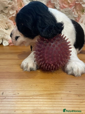 Cocker Spaniel dogs Beautiful show cocker spaniel babies - Advert 15