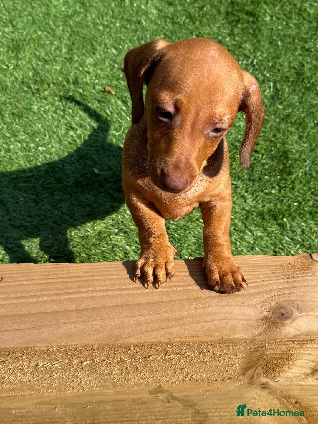 Miniature Dachshund dogs for sale: Miniature dachshund puppy - Image 6