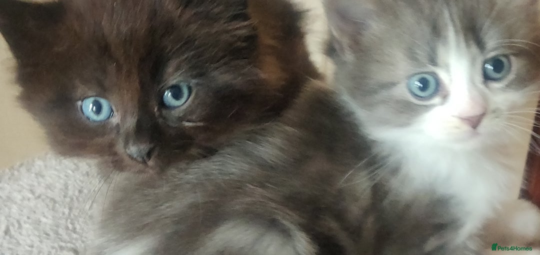 Mixed Breed cats for sale: Stunning long hair kittens for sale - Image 8
