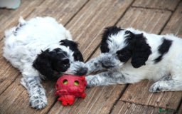 Cockapoo dogs for sale: Parti Colour Cockapoos 🌈 - Raised Right ✨ - Image 8