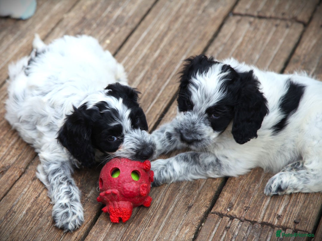 Cockapoo dogs for sale: Parti Colour Cockapoos 🌈 - Raised Right ✨ - Image 8
